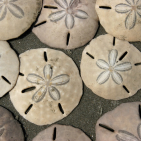 Sand Dollar